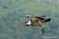 vautour_4207
