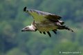 vautour_4210