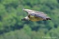 vautour_4212