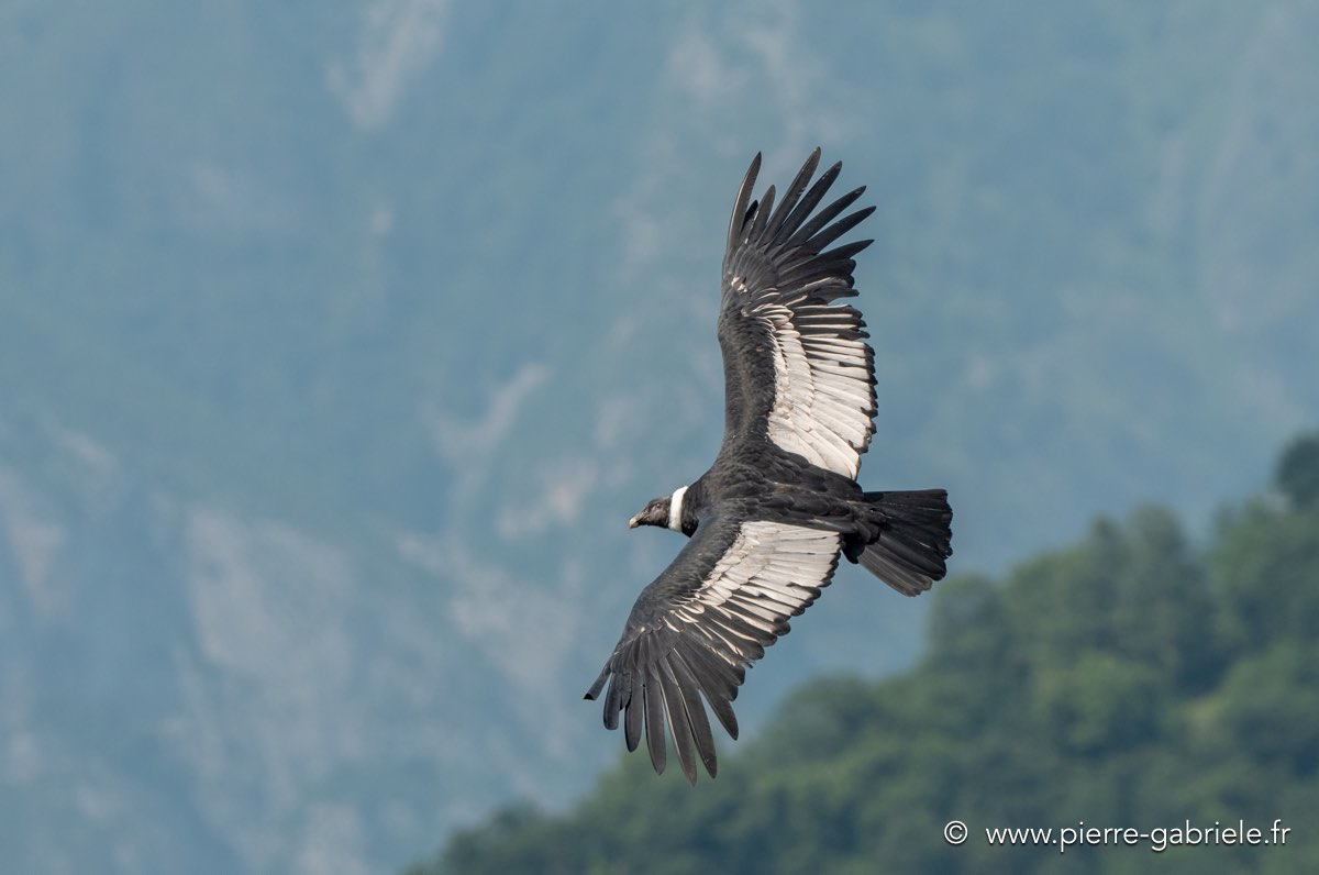 condor-g92_6228.jpg