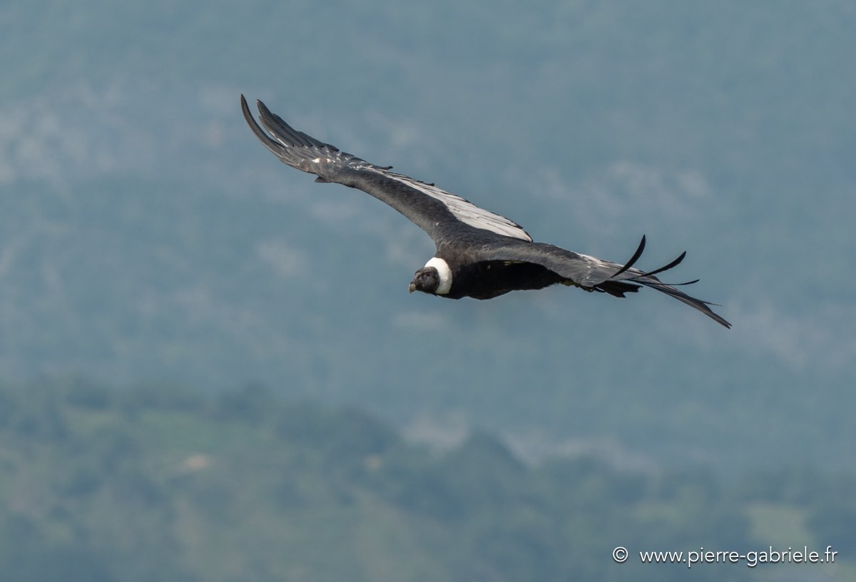 condor-g92_6232.jpg