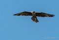 faucon-g92_6125