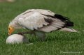 percnoptere-g92_6143
