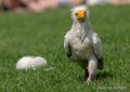 percnoptere-g92_6149