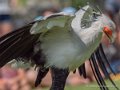 serpentaire-g92_6155
