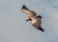 vautour-g92_6225