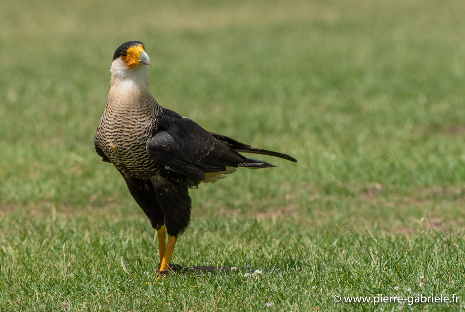 caracara-g92_5199.jpg