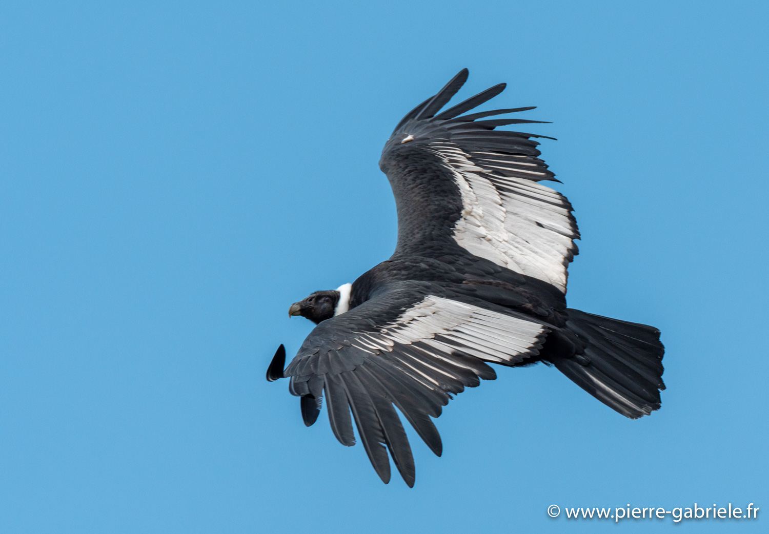 condor-g92_5250.jpg