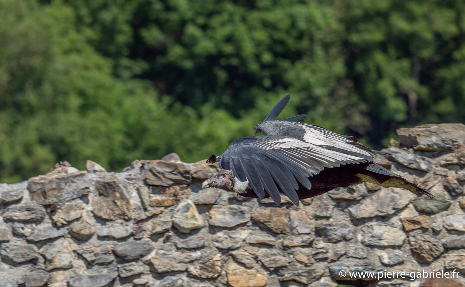 condor-g91_6590.jpg
