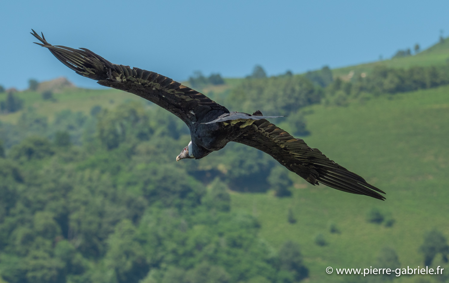 condor-g91_6594.jpg