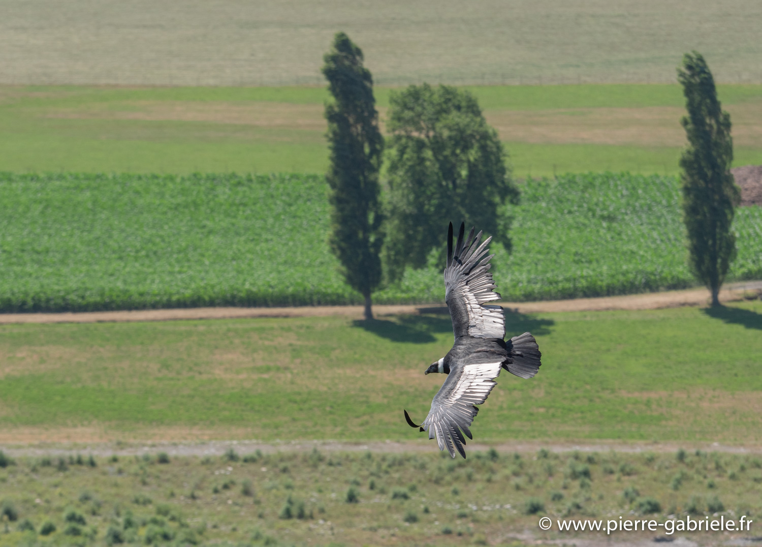 condor-g91_6598.jpg