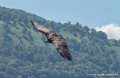 vautour-g91_6585