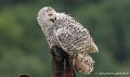 francois-harfang-g93_4543