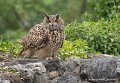 grand-duc-g93_4546