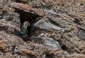 inseparables-g93_4432