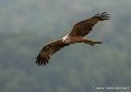 milan-g93_4508