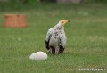 percnoptere-g93_4496