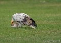 percnoptere-g93_4499