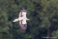 percnoptere-g93_4505