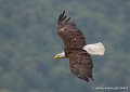 pygargue-g93_4439