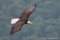 pygargue-g93_4448