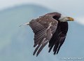pygargue-g93_4451