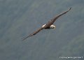 pygargue-g93_4460