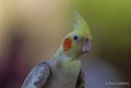 perroquet-decorella-g9_3317