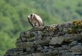 vautour-g9_3316