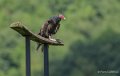 urubu-tete-rouge-gh7_2158