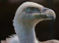 vautour-fauve-gh6_5614
