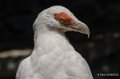 vautour-palmiste-gh6_5604