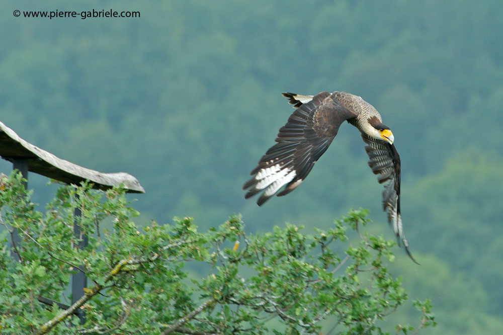 caracara_9221.jpg