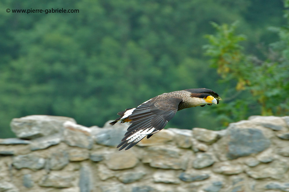 caracara_9222.jpg