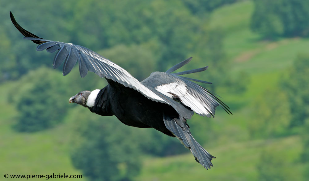 condor_9096.jpg