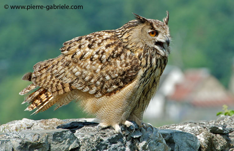 grand-duc_9090.jpg