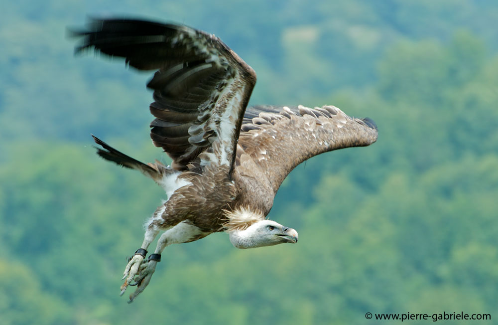 vautour_9109.jpg