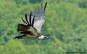 vautour_9102