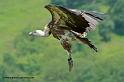 vautour_9104