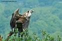 vautour_9108