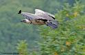 vautour_9274