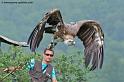vautour_9277