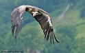 vautour_9286