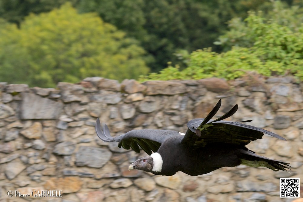 condor_5851.jpg