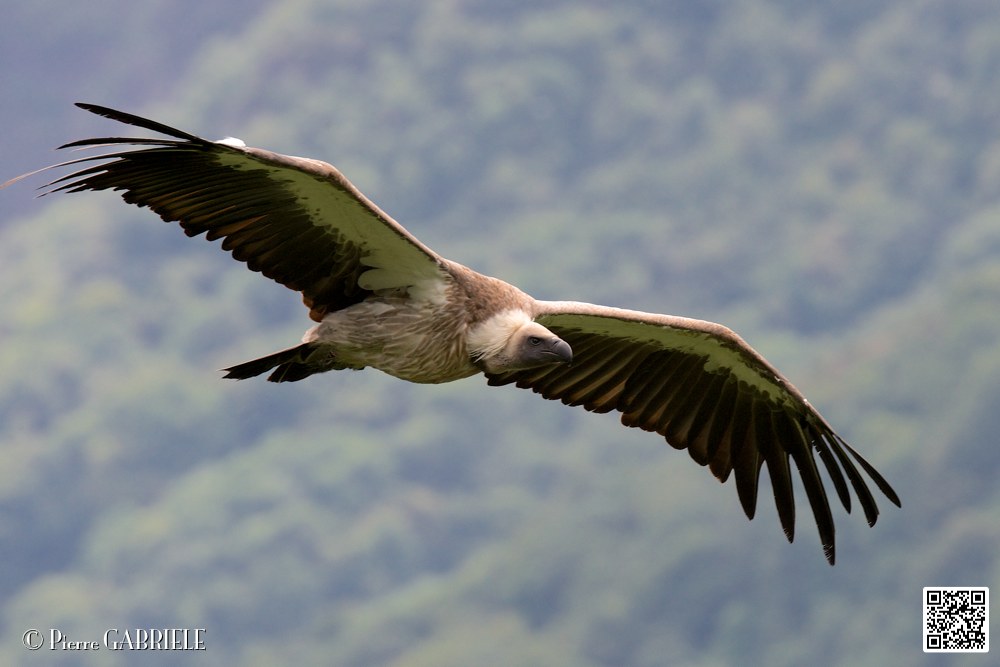 vautour_5847.jpg