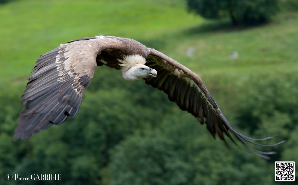 vautour_5862.jpg