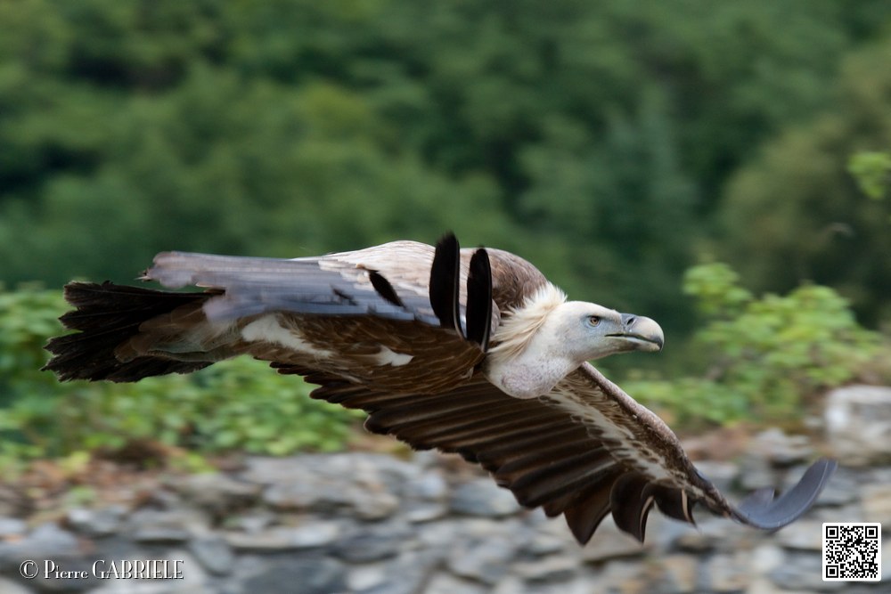 vautour_5863.jpg