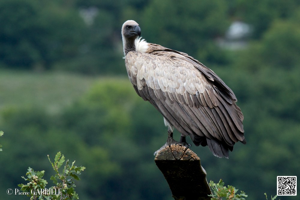 vautour_5865.jpg