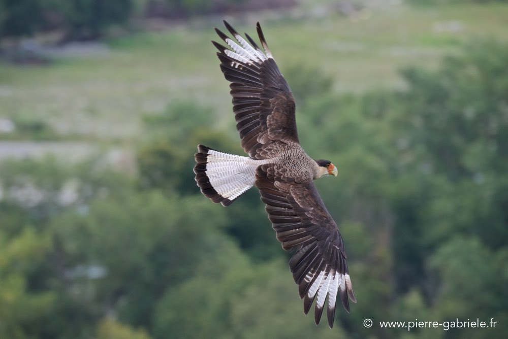 caracara_5987.jpg