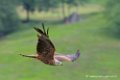 milan_5995
